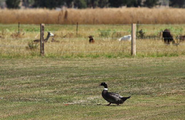 The Duck Inn Apartments - Foto 8