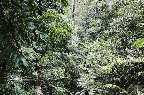 Foto 49 - Daintree Ecolodge