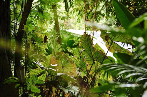 Photo 58 - Daintree Ecolodge