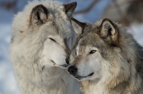 Photo 72 - Parc Omega