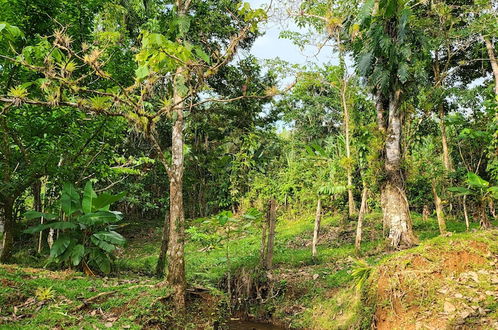 Photo 43 - Jaco-carara 3 Bdrm Surrounded by Rainforest With Private Pool