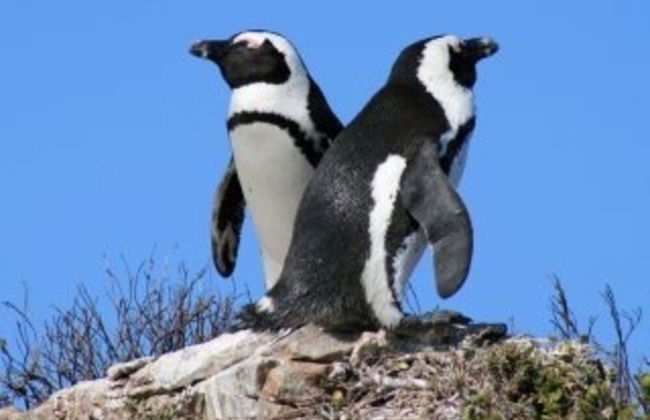 Stunning Cape Peninsula Holiday Villa With Pool - Foto 21