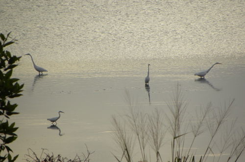 Foto 48 - The Lagoon Villa