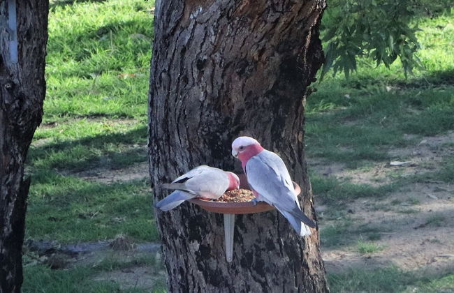 A Stanthorpe Getaway - Foto 62