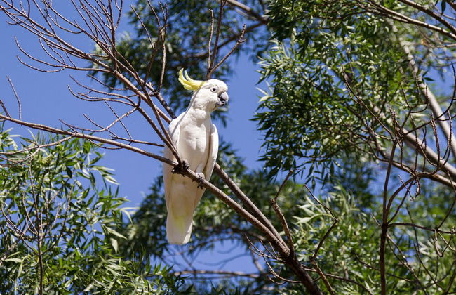 NRMA Dubbo Holiday Park - Foto 68
