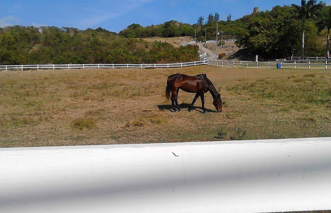 Seabliss Villa - Foto 37