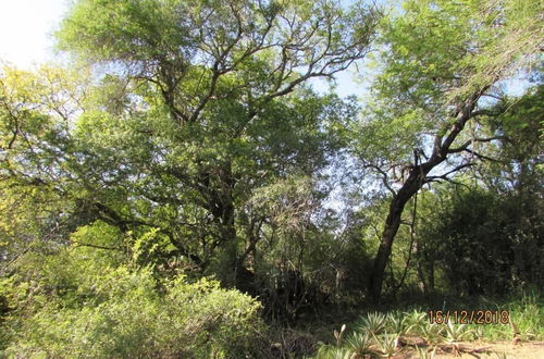 Photo 22 - 3 bed Bush-tent Under 3 Trees, for Couple Plus Chaperone Free Lionhyena Sounds