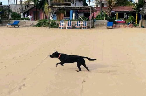 Foto 22 - Small Luxury Hotel, Hideaway Near Acapulco on the Beach