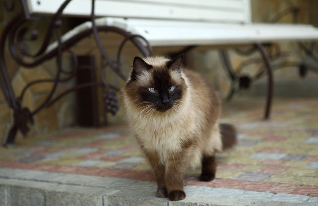 FAVAR Carpathians - Photo 64