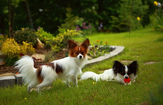 FAVAR Carpathians - Photo 61