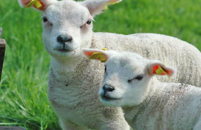 Mansion in De Cocksdorp - Foto 13