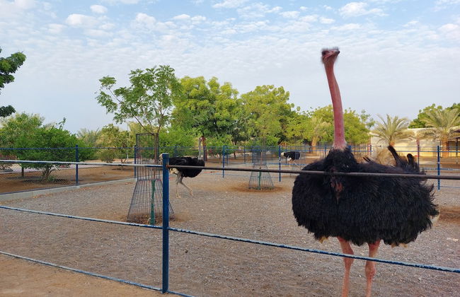 Asahalah Farm Villas - Foto 38