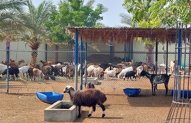 Asahalah Farm Villas - Foto 40