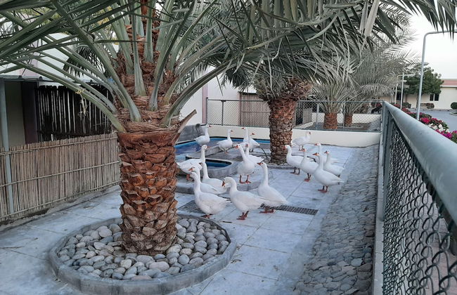 Asahalah Farm Villas - Foto 43