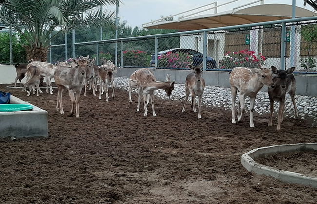 Asahalah Farm Villas - Foto 36