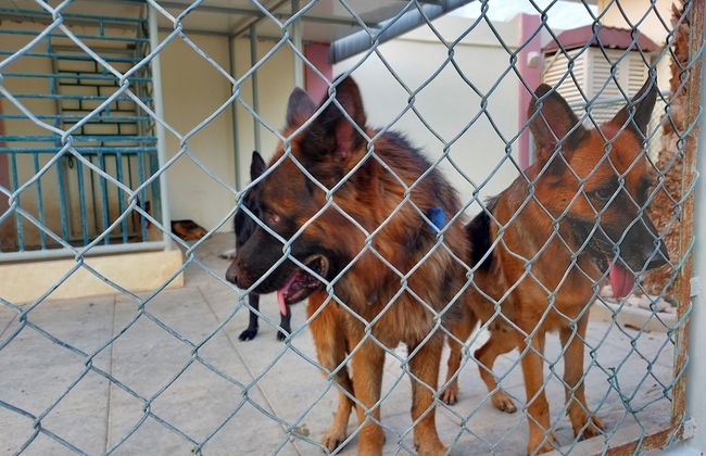 Asahalah Farm Villas - Foto 39