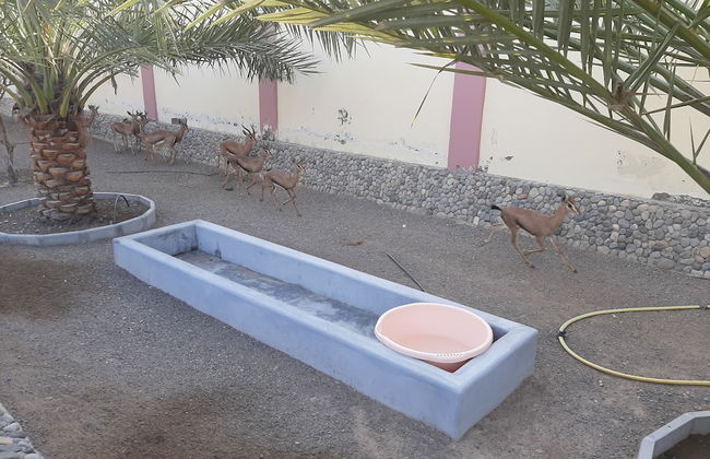 Asahalah Farm Villas - Foto 37