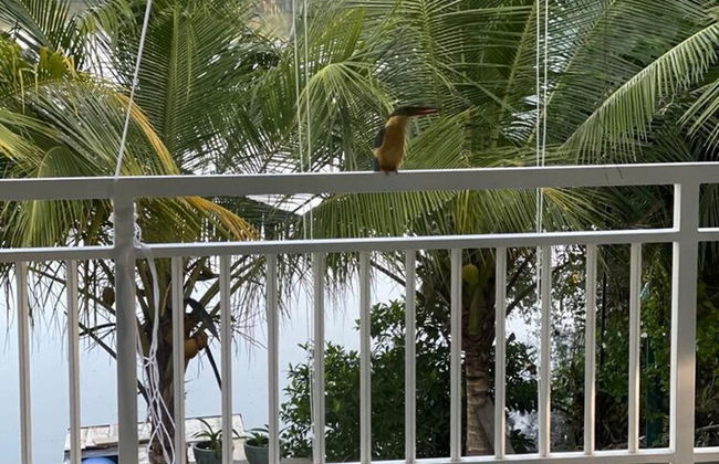 Morning Guest can see Momkeyies and Birds - Photo 14