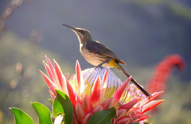 Hout Bay Beach Cottage - Foto 47