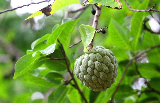 Beddegama Eco - Foto 43