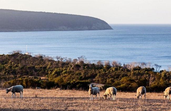 Antechamber Bay Retreats - Foto 50