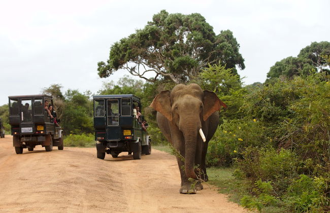Naturehawks Safari Villa Yala - Foto 12