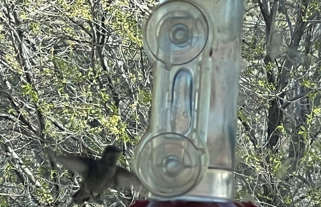 Hummingbird Mountain Cottage - Foto 48