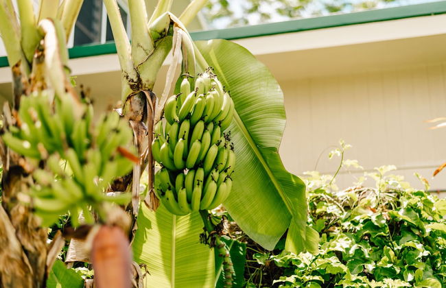 Arcadia Retreat Rarotonga - Foto 41