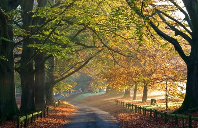 500 yr old Cottage With Historic Park at the Gate - Foto 8