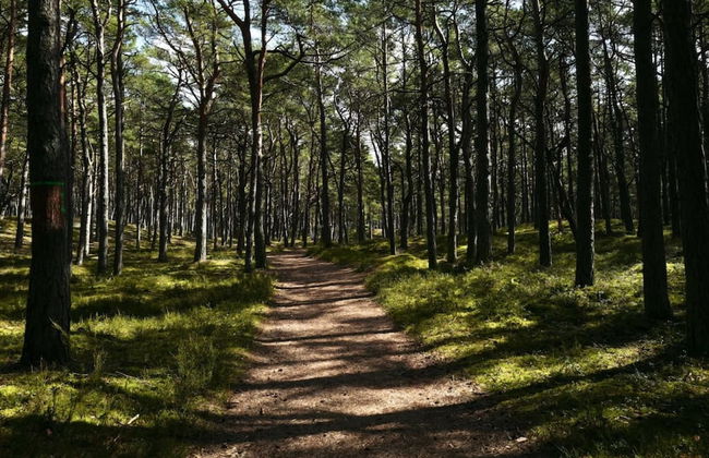 Art Forrest 33 K in Rogowo - Foto 29