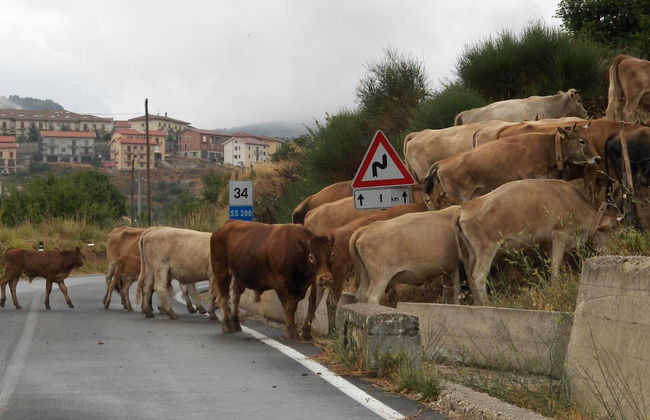 Notti O'Tunn - Foto 41