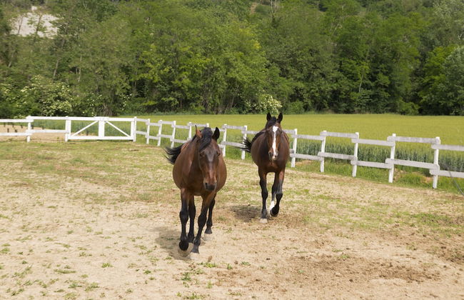 White Tail Organic Farm - Foto 36