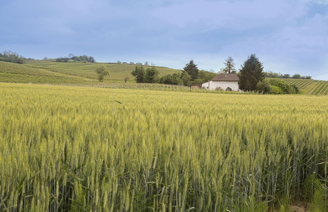 White Tail Organic Farm - Foto 43