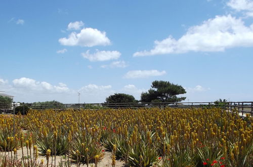 Photo 63 - Il Giardino delle aloe