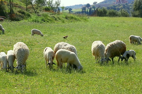 Photo 9 - Agriturismo Poggio del Sole