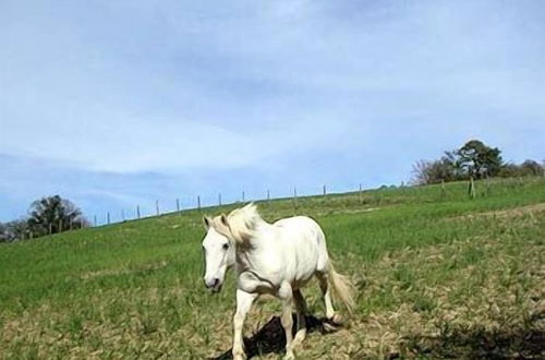 Foto 51 - La Tavola dei Cavalieri