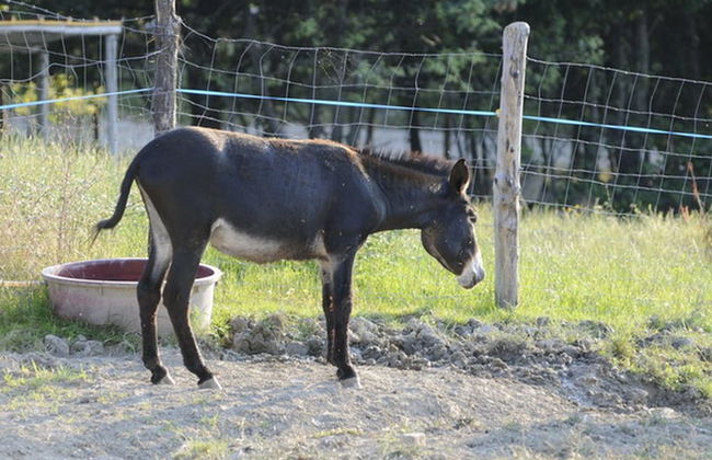 La Tavola dei Cavalieri - Foto 32