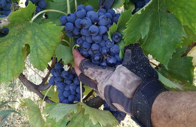 Azienda Agricola Baccagnano - Foto 35