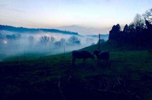 Foto 50 - Fattoria Lucciano