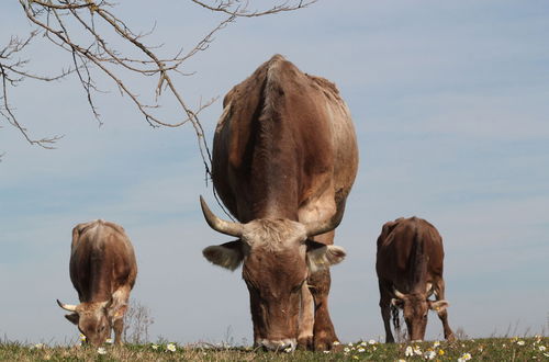 Foto 40 - Fattoria Lucciano