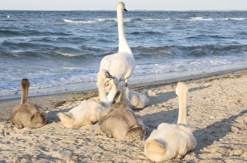 Photo 23 - Ferienwohnung in Tessmannsdorf Nahe der Ostsee mit Eingezauntem Garten