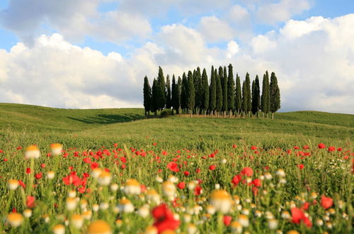 Photo 68 - La Vittoria 10 - La Soglia della Val d'Orcia