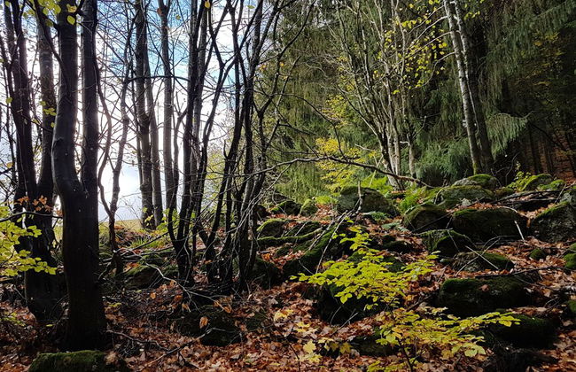 Ferienhaus Mauth - Photo 42