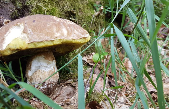 Ferienhaus Mauth - Photo 57