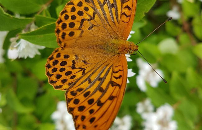 Ferienhaus Mauth - Photo 56