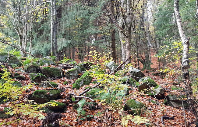 Ferienhaus Mauth - Photo 45