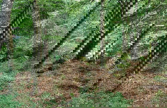 Ferienhaus Mauth - Photo 41