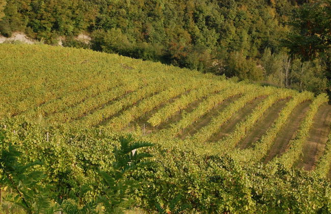 Villa Podere Quartarola - Foto 62