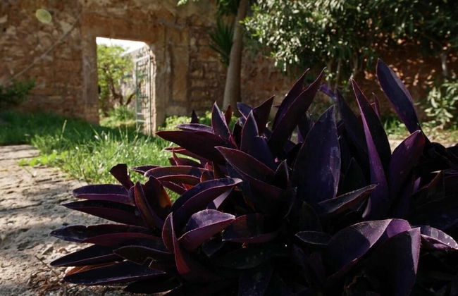 Masseria Maccarone - Foto 31