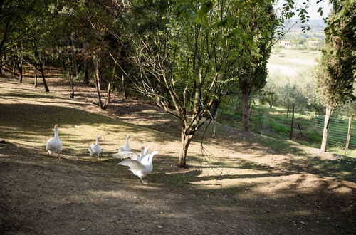 Foto 48 - Fattoria Sant'Andrea